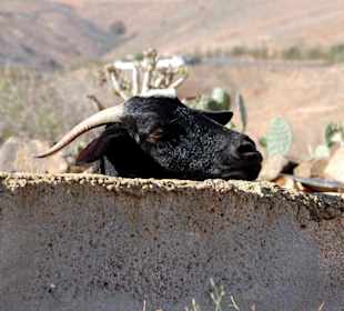 Neugierde, ...oder ist sie gelangweilt?