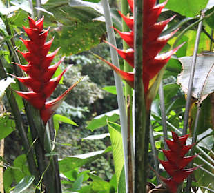 Martinique - Regenwaldwanderung