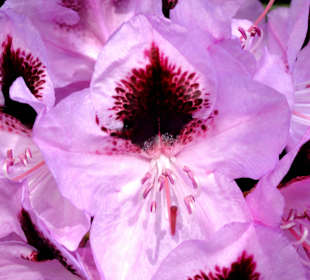 Spaziergang durch den Rhododendronpark im Mai