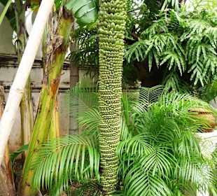 Bananenstaude in Palastgarten