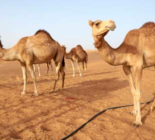 Kamelfarm in der Wüste