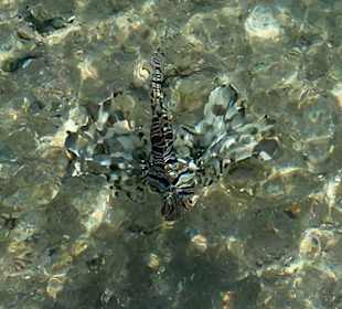 Schnorcheln Makadi Bay