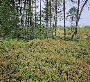 Gartenanlage