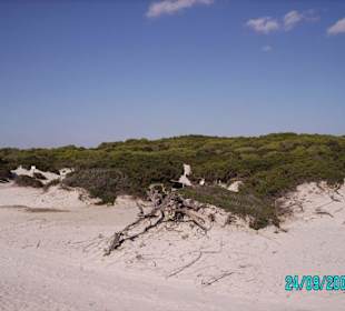 Dünen mit Pinienwald