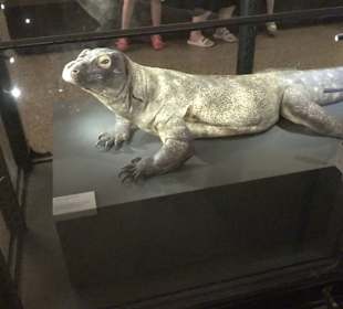 Museum für Naturkunde