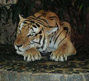 Schlafender Tiger