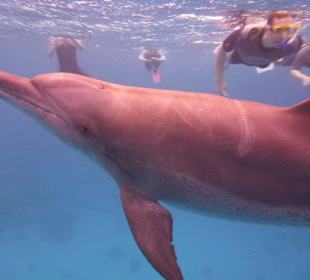 Schwimmen mit Delfinen.