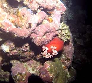 Schnorcheln Hausriff Radisson Resort El Quseir