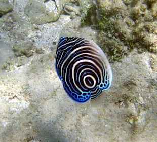 Junger ImperatorKaiserfisch