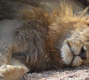 2 Meter neben unserem Auto, vollgefressen
