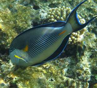 Surgeonfish