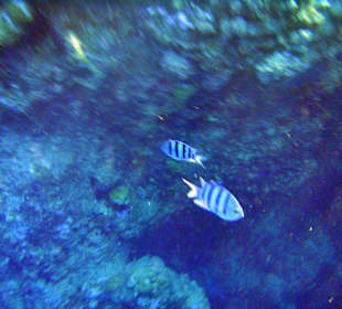 Schorcheln am Hotelriff