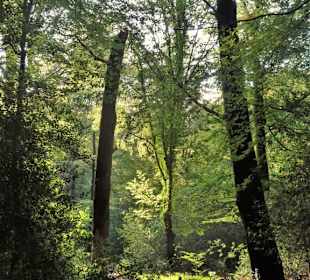 Impressionen aus dem Neuenburger Urwald