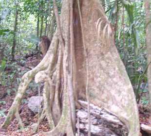 Baumstamm im Dschungel