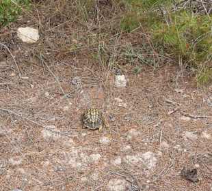 Freilebende Schildkröten.
