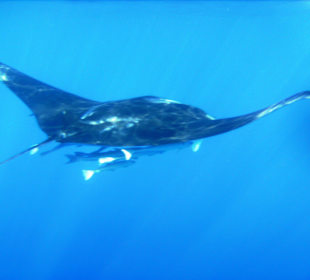 Manta
