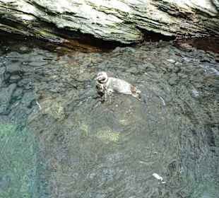 Pigunine an der Wasseroberfläche!