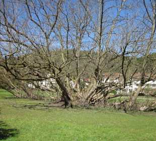 Altstadt Bad Bergzabern Kurpark