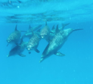 Delfintour mit Bakadi Tours