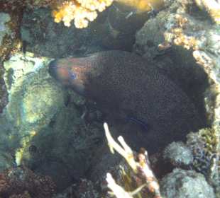 Beim Schnorcheln am Riff