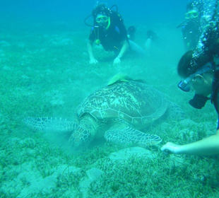 Tauchgang in Abu Dabad