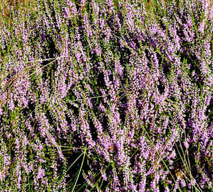 Rand des Torfabbaues mit Heidevegetation