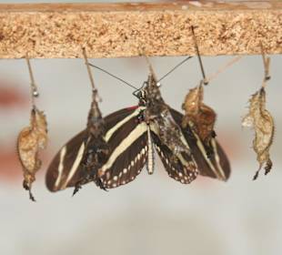 Schmetterling und Raupe