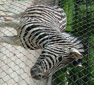 Rundgang im Tierpark