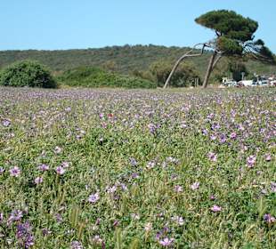 Golf von Baratti / Baratti-Strand