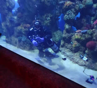 Im Aquarium unterwegs