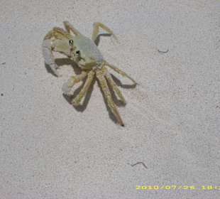 Kleiner Krebs auf Saona