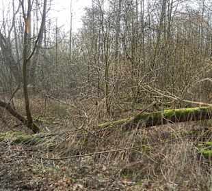 Wunderschöne Boberger Niederung