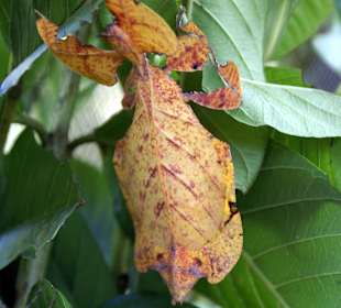 Bali-Butterfly-Park (West-Bali)