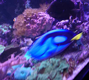 Bunter Fisch.