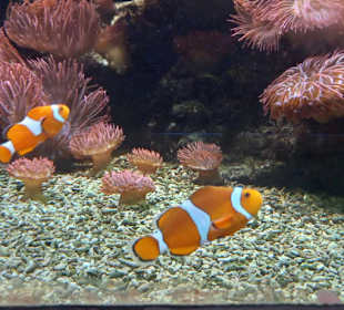 Einfach Fisch 
