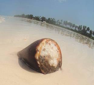 Strandgut