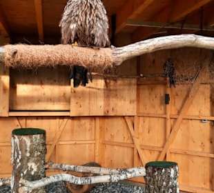 Hier sind die Tiere hinter einer Absperrung