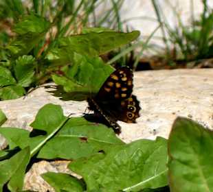 Abwechslungsreicher Weg