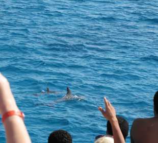 Дельфинчики