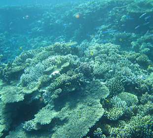 Korallenriff