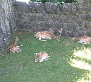 Una famiglia di cerbiatti nel parco del castello