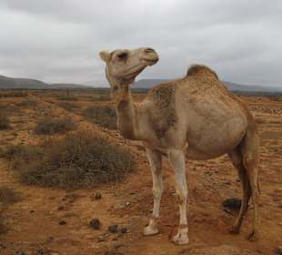 Wüstenschiff auf Fuerteventura