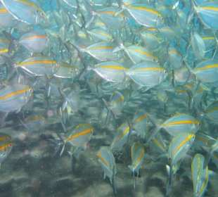 Tulamben wall in Bali