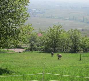 Theresienweg Weyher