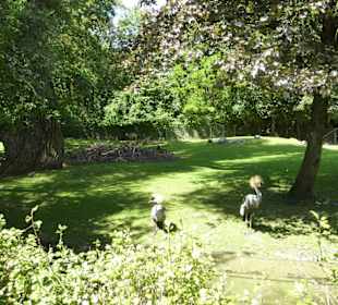 Nyala & Blauer Pfau & Kronenkranich Anlage