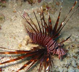 Feuerfisch