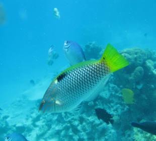 Schnorcheltour zur Paradies Insel