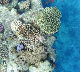 faszinierende Unterwasserwelt