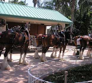 Das Clydesdale Gespann