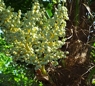 Im Palmengarten von Schloss Trauttmansdorff
